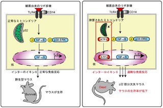 九大など、ミトコンドリア依存的なメカニズムを解明- 敗血症の新治療に期待