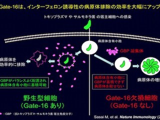 阪大、寄生虫トキソプラズマなど病原体に対する免疫反応に重要な因子を同定
