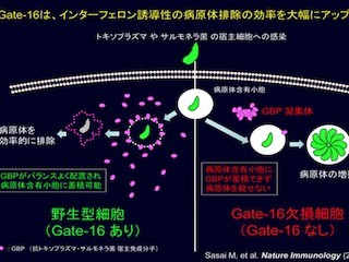 阪大、寄生虫トキソプラズマなど病原体に対する免疫反応に重要な因子を同定