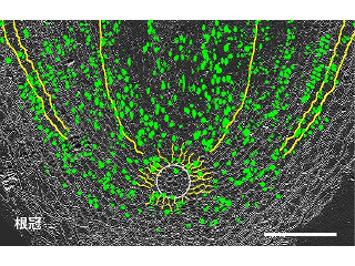 シダ植物と種子植物の「根」、実は別の器官だった