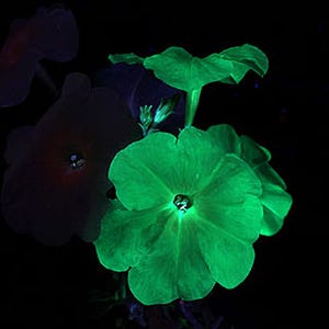 花びらが光るペチュニアの開発に成功 - 改良版蛍光タンパク遺伝子を導入