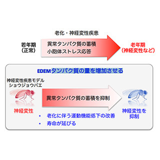 EDEMの量を増加させることが神経変性疾患の治療戦略になる可能性 - NCGG