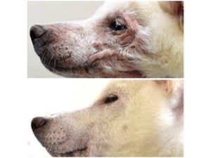 ディープラーニングで写真から犬の皮膚疾患を判定する実証実験