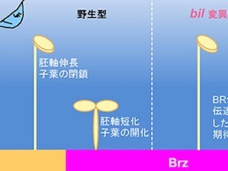 理研、植物細胞の伸長を促進する新しいタンパク質「BIL4」を発見