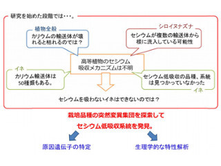 セシウムの吸収を大幅に低減できるイネの開発に成功