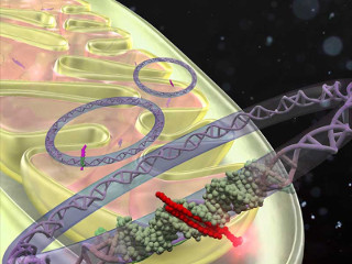 京大、ミトコンドリア内遺伝子発現を制御 - 新たな遺伝性疾患の治療法に期待