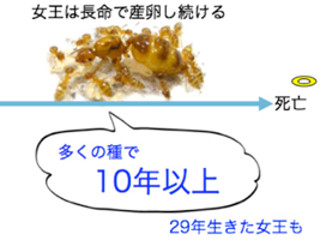 女王アリはなぜ10年も精子を貯蔵できるのか - 鍵となる遺伝子を発見