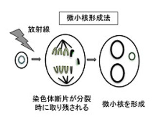 広島大学、放射性感受性の個人差を規定する遺伝子変化を同定