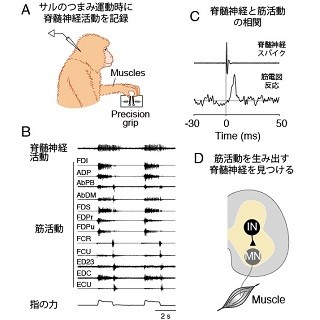 手指の多彩な運動を実現する神経メカニズム「筋シナジー説」の神経基盤解明