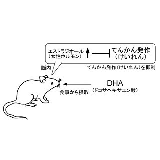 DHAによるてんかん発作予防メカニズムを解明-女性ホルモンがけいれん抑制