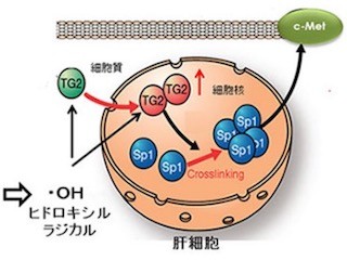 東工大など、真菌(カビ)によって肝障害が悪化するメカニズムを解明