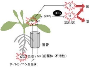 名大など、サイトカイニン輸送が植物の成長促進を制御するしくみを発見