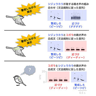 文法を操るシジュウカラ、初めて聞いた「ルー語」も理解できると判明 - 京大