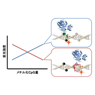 東京工科大、がん診断に役立つゲノムのメチル化レベルの簡易測定方法を開発