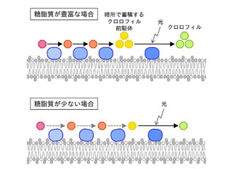 東大、謎となっていたモヤシの脂質の役割を解明