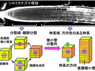 植物細胞はなぜ真っ直ぐに伸びるのか? - 岡山大が仕組みを解明