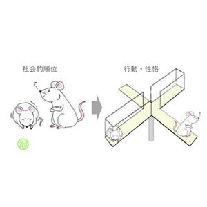 マウスは社会的順位がうつ様行動に影響 遺伝学研と静岡県立大学