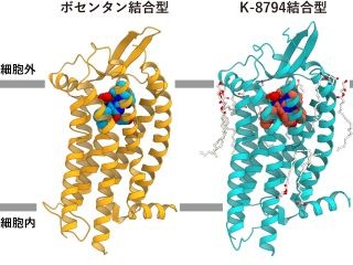 新たな高血圧やがん治療薬開発に期待-東大、高血圧治療薬の結晶構造を解明