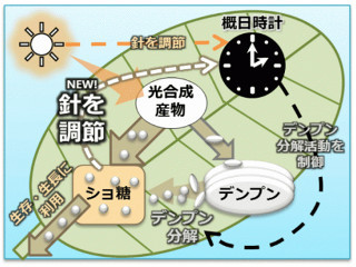 九大、植物の体内時計の柔軟さが炭素資源の恒常性をもたらす