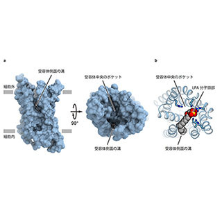 東大、毛髪や血管形成に関わるリゾホスファチジン酸受容体の立体構造を解明