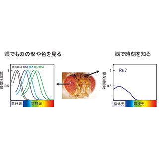 紫外光から青色光までを受容できるショウジョウバエの光センサ - 京大