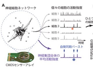 てんかん発作の予測に期待-理研と東大、神経の自発同期バーストの予兆検出