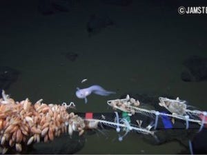 JAMSTEC×NHK、マリアナ海溝の水深8,178mで魚類を撮影- 世界最深映像記録