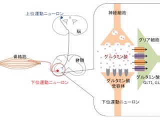 医歯科大、グリア細胞の異常がALに似た症状を誘発するメカニズムを解明