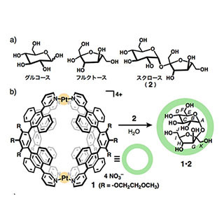 東工大、水中で分子カプセルによるスクロースの選択的な内包に成功