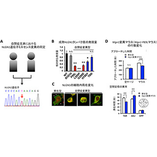理研、自閉症の新たな候補遺伝子としてシナプス関連遺伝子NLGN1を同定