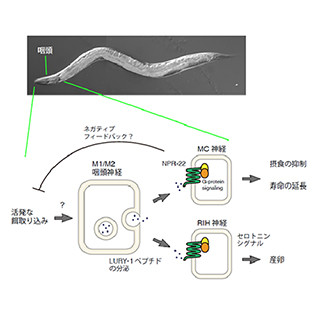 過食・拒食の原因探求につながる飽食ホルモンを発見-宮崎大学