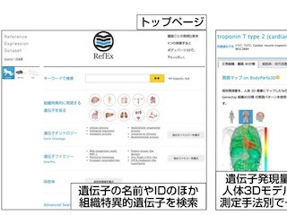 遺伝研、遺伝子発現解析の基準となるデータを検索できるWebツールを公開