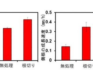 植物の根は、なぜ切っても新たな根が生えるのか？ - 北大が機構を解明