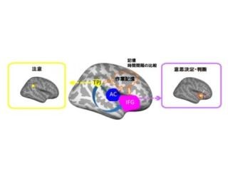 脳の時計は右半球にある - 九州大が聴覚の錯覚から脳内の神経活動を解明