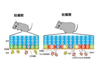 京大、妊娠するとお腹が大きくなるメカニズムをマウスで解明