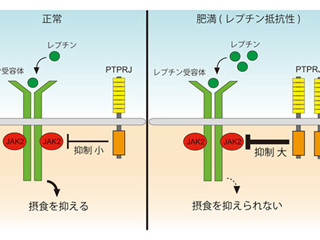 肥満治療薬の実現に期待 - 基礎生物研、脳内における肥満を司る機構を発見