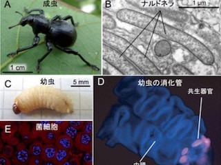 産総研、ゾウムシの外骨格が硬いのは共生細菌によることを解明