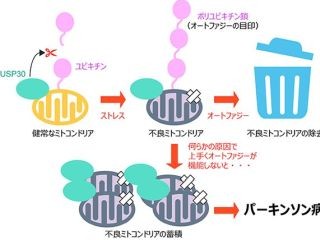 パーキンソン病の治療薬開発に期待 - ユビキチン鎖切断メカニズムを解明