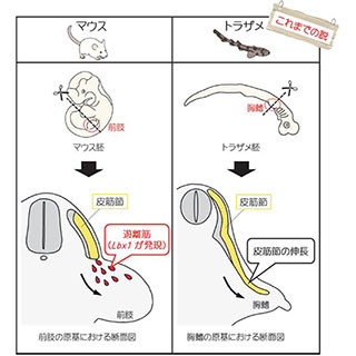 軟骨魚類の対鰭の筋肉の発生様式、従来の定説と異なる - 東工大が明らかに