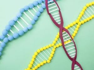 ゲノムが増えるメカニズムの再現に成功 - 立教大が巨大DNA増進技術を開発