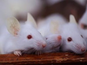半世紀以上の謎であったマウスの流産を引き起こす原因物質を特定 - 東大