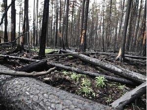 ロシアの山火事は、火が消えても多くの二酸化炭素を放出し続ける - 北大