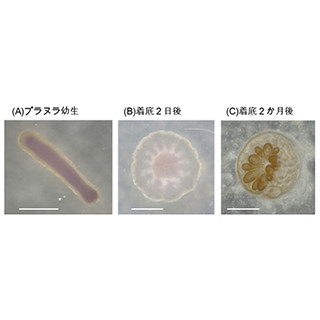 東大、サンゴの骨格生成は水温の影響をうけると解明-白亜紀の環境を再現