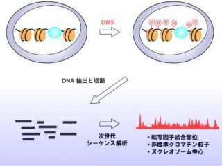 細胞内のタンパク質-DNA相互作用の全体像を捉える方法を開発 - 九大