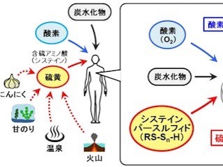 東北大、ヒトを含む哺乳類における「硫黄呼吸」を発見