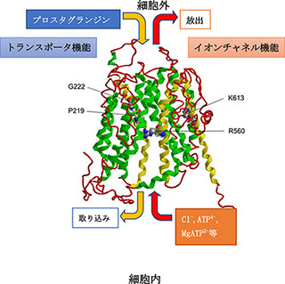 生理研、アラームシグナルATPを細胞外に出すアニオンチャネル分子を同定