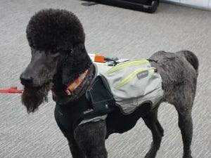 東北大、犬の"やる気"を測るサイバースーツ開発 - 災害救助の現場で活用