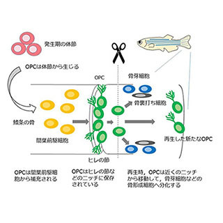 東工大、ゼブラフィッシュを用いて骨の再生メカニズムを明らかに