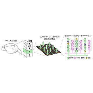 大脳皮質は単純な回路の繰り返しからなる六方格子状の構造を持つ - 理研