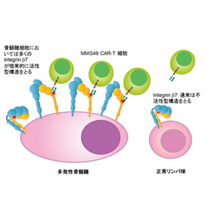 血液がんの細胞だけを標的とする新免疫療法を開発 大阪大がマウスで成功